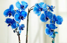 Load image into Gallery viewer, Model 45L Fountain Pen - Orchid Blue